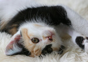 Meadowkit