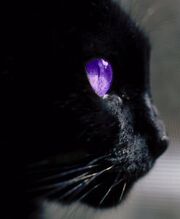 Poisonclaw