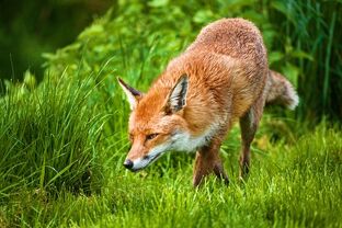 Fox