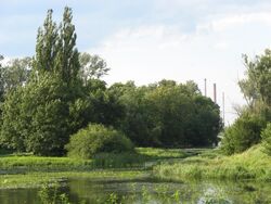 Jezioro Powsinkowskie (2).jpg
