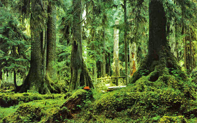 File:Hohrainforestunknowndate.jpg