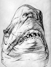 Raw Shark