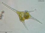 Ceratium hirundinella