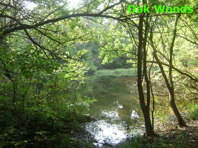 File:Oak Woods.jpg