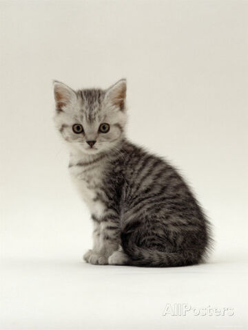File:Silverkitten.jpg
