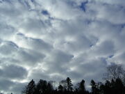 Large Stratocumulus