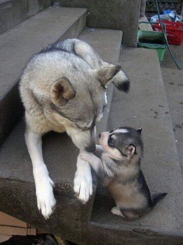 File:ANT Ava's dogs.jpg