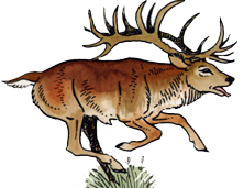 Cerf.png