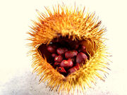 Mandragora-seed.jpg