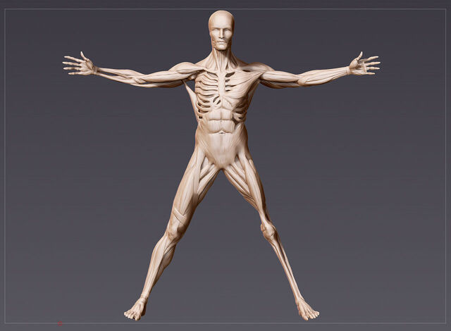 File:Ww vitruvianman 01-0-1280-0-1024.jpg