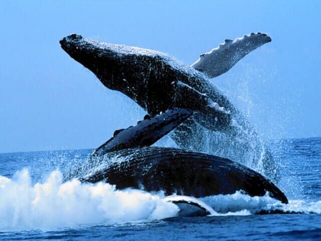 File:Humpback-Whale-2.jpg