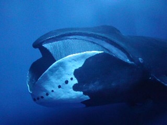 File:Bowheadbaleen.jpg