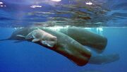 Sperm-whale