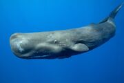 Whale1