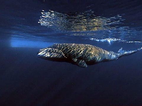 File:Whale bowhead 480x360.jpg