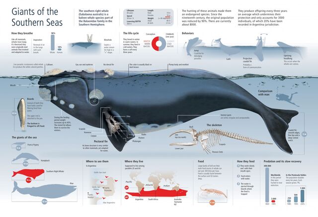 File:SouthernRightWhale 52823468345bd w1500.jpg