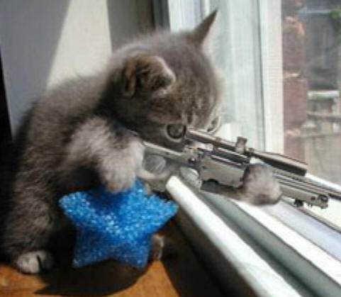File:Cat-sniper.jpg