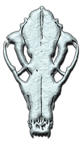 File:SkullWTF.png