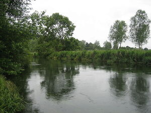 Avonhants