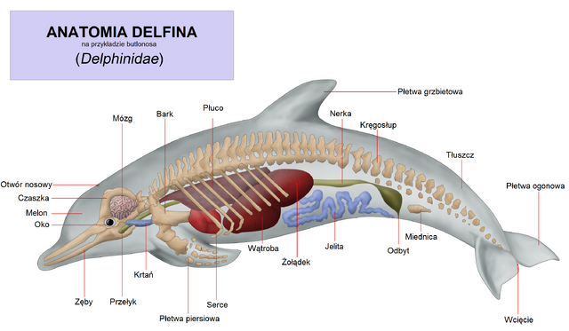 Plik:Anatomia delfina na przykładzie butlonosa.png