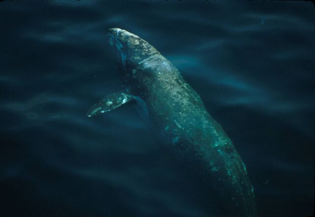 Plik:Gray-whale-portrait lg Rugh.jpg