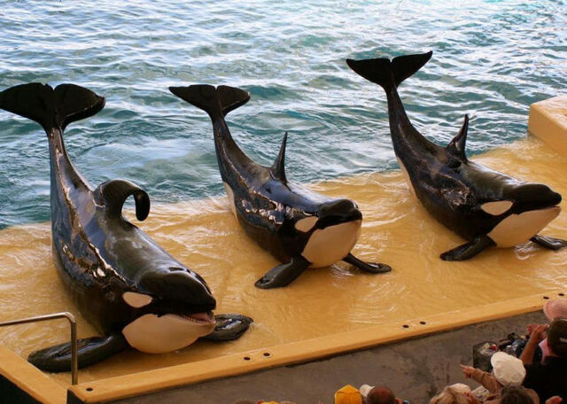 Plik:Orcas show.jpg