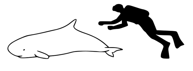 Plik:Kaszalot płaskonosy przy człowieku.png