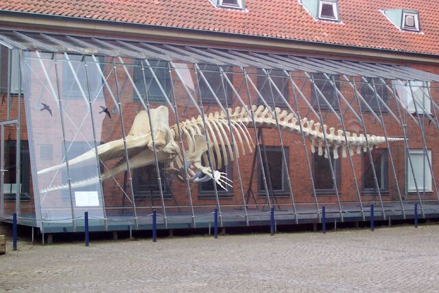 Plik:Skelett eines Pottwals, Lübeck.jpg