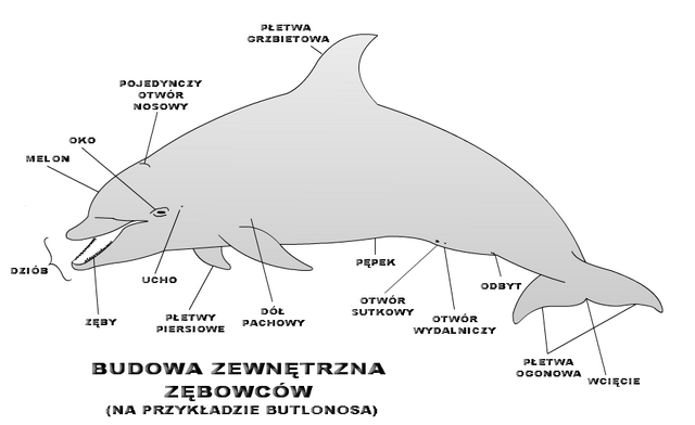 Plik:Budowa zewnętrzna zębowców (na przykładzie Butlonosa).png