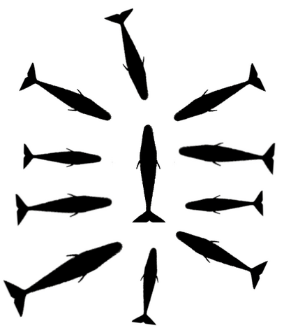 Plik:Formacja kaszalotów osłaniających cielę lub osobnika rannego.png