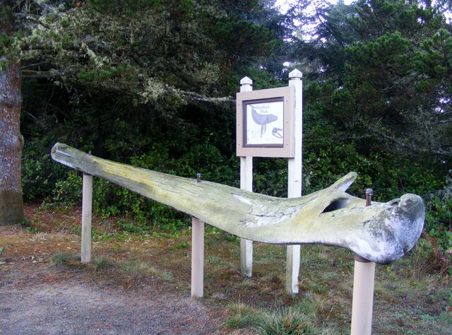 Plik:Jawbone of humpback whale by PapaG-art.jpg