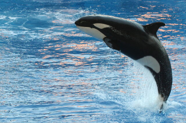 Plik:Orka w Orlando SeaWorld na Florydzie.jpg