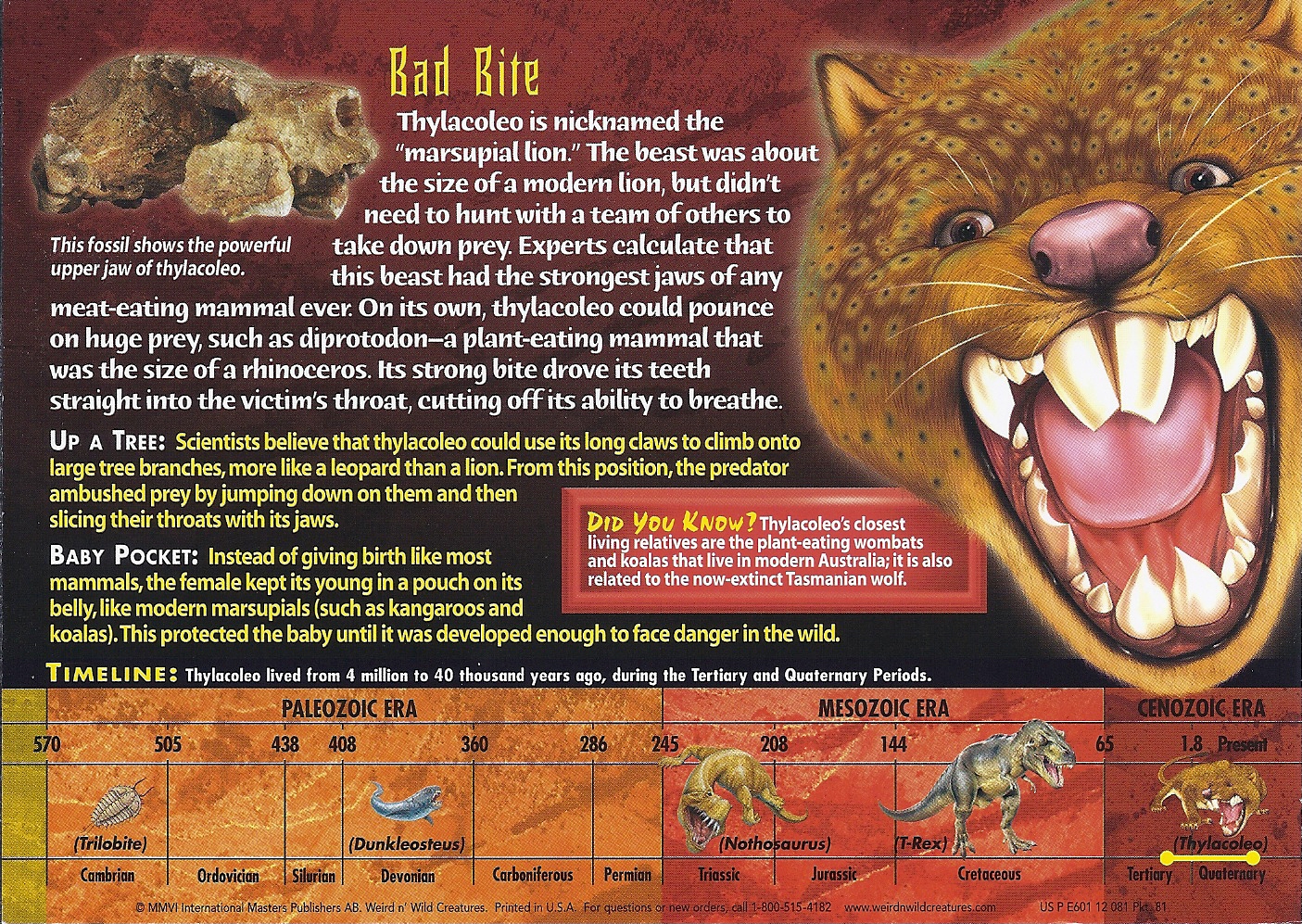 Image - Thylacoleo back.jpg | Wierd N'wild Creatures Wiki ...