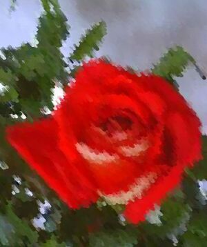 La rosa.jpg