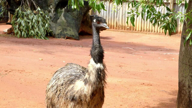 File:ErictheEmu.jpg