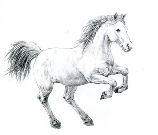 Horse by quuicksilver.jpg