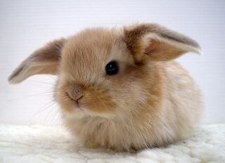 Baby-brown-bunny-cute-photography-Favim.com-208421