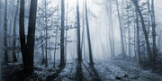 Bosque niebla.jpg