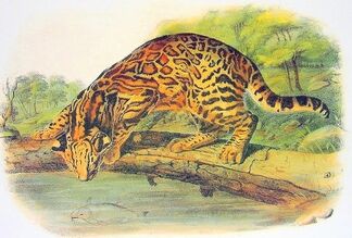 Dibujo ocelote Ayala.jpg