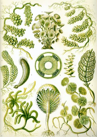 File:Haeckel Siphoneae.jpg