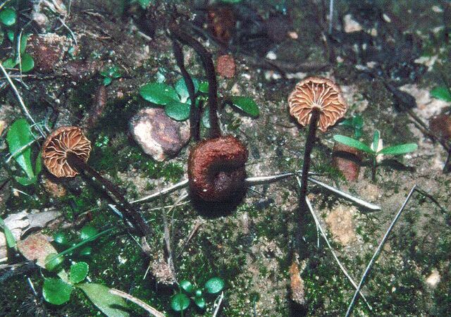 File:Xeromphalina setulipes.jpg