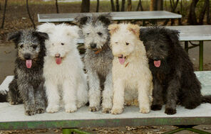 Pumi5