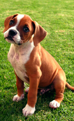 Archivo:BOXER.jpg
