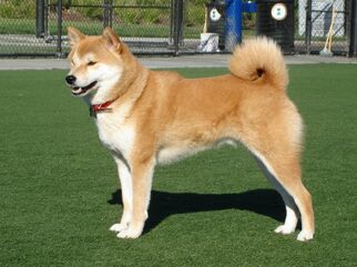 Akita-inu-600x450.jpg