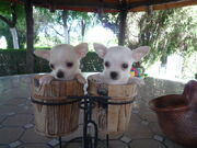Venta-de-perros-chihuahua-chiguagua-Criadero-Cantillana