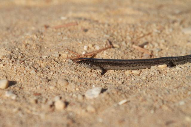 File:Chalcides brauchi.jpg