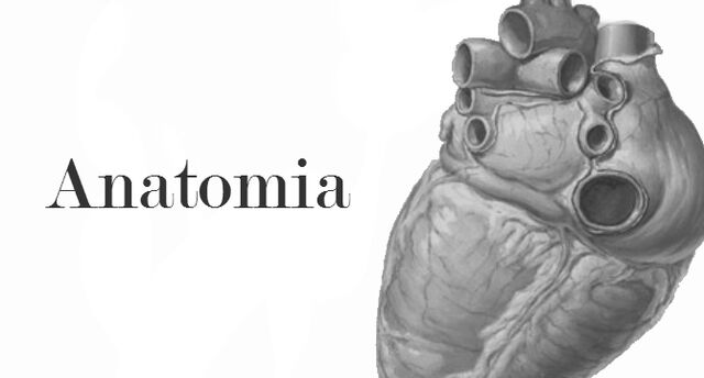 File:Anatomia.jpg