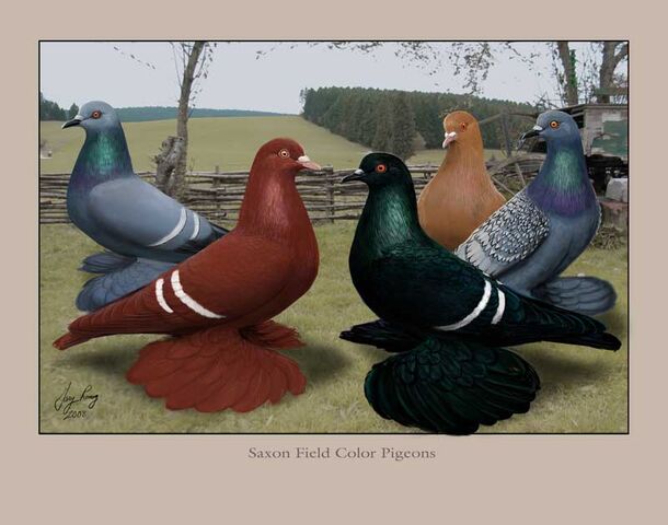 File:Saxon-Field-Pigeons.jpg