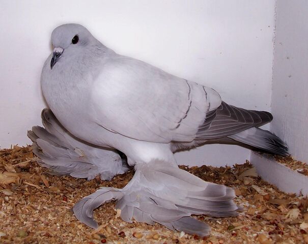 File:Ice Pigeon.jpg