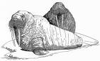 File:Detailed walrusketch.jpg